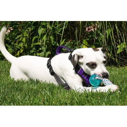BayDog Rope Monkey Fist