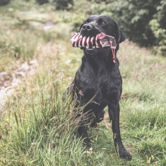 The Original Clone®️ Wood Pigeon Dummy 225g