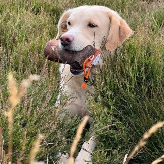 The Original Clone®️ Grouse Dummy 225g