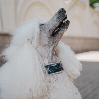 Waggin Tail Collar MILAN