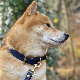 KIBA Co. Korkleder Halsband
