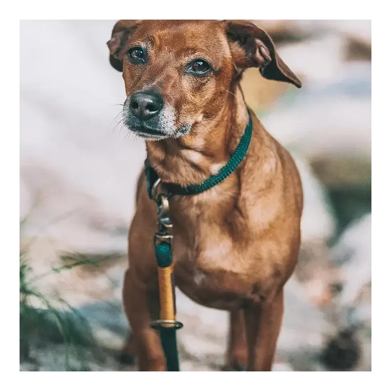 Grey Ghost | Tauhalsband Adventure