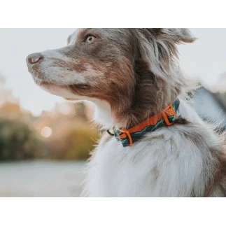 Nonstop Trail quest collar Rachel Pohl edition