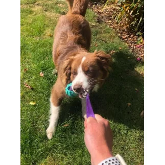 Paws Made™ Dentaball mit Kaninchenfell