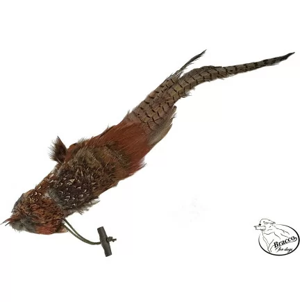 Bracco Fasan Dummy mit Schwanz/Stoss