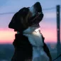 Max&Molly | Matrix 2.0 Ultra LED