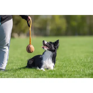 SportsK9 | Chewie Bungee