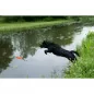 Dog Comets | Orion Dog Comets | Orion