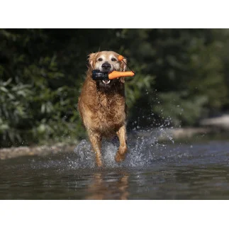 Dog Comets | Bobber