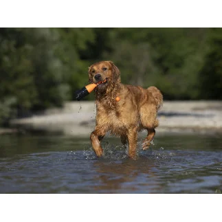 Dog Comets | Bobber