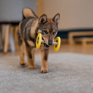 Loype - Foam dumbbell Puppee