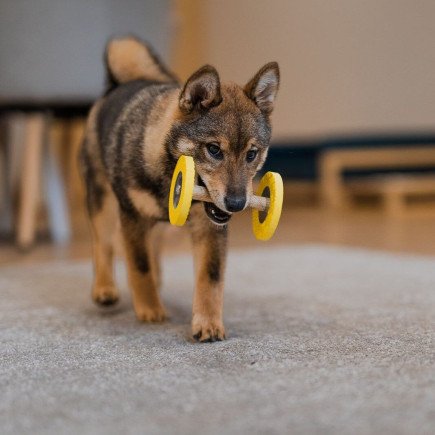 Loype - Foam dumbbell Puppee