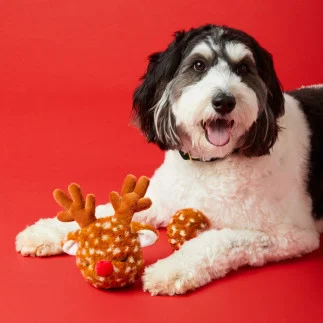 TGD | Reindeer 2-in-1 Bounce