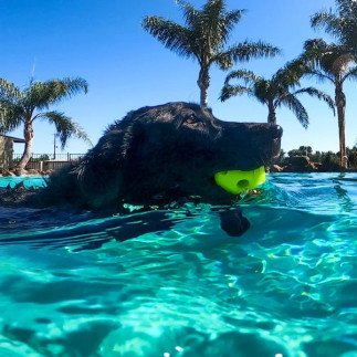 HappyPet Breeze® Ball