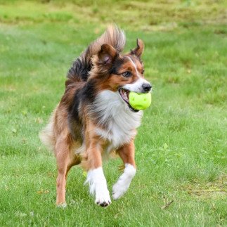 Breeze® Ball – Hundeball mit Luftöffnungen | Everdog