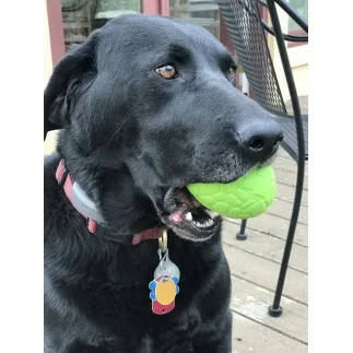 Leckerlispender Dinoei