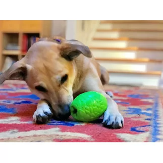 Leckerlispender Dinoei