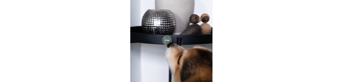 Schnüffelspass & Scent Detection für Hunde | Everdog