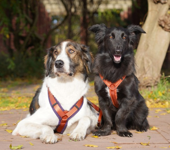 Neue Farben! Ahorn und Pflaume