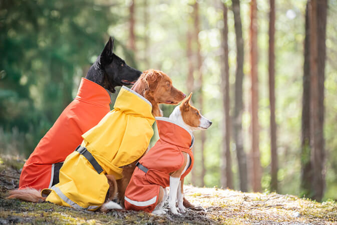 Welcher Hundemantel passt zu meinem Hund?